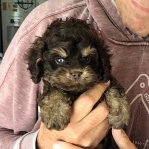 Meet your Posher, Alan